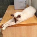@ぬこ (@098outlaw) Twitter