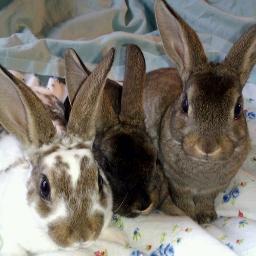 BeckiNunnn's profile picture. I like my rabbits more than the majority of people.