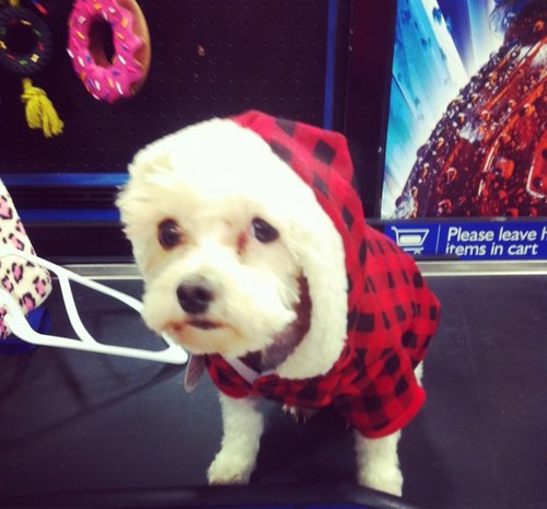 trishamariee9's profile picture. 