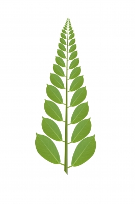 Helping Naturopaths grow their practice and get more patients.