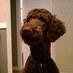 WrIGleY bACoN (@wriglesbydog) Twitter profile photo WrIGleY bACoN (@wriglesbydog) Twitter profile photo