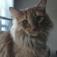 Memphis FollowsBack (@memphisto_) 's Twitter Profile