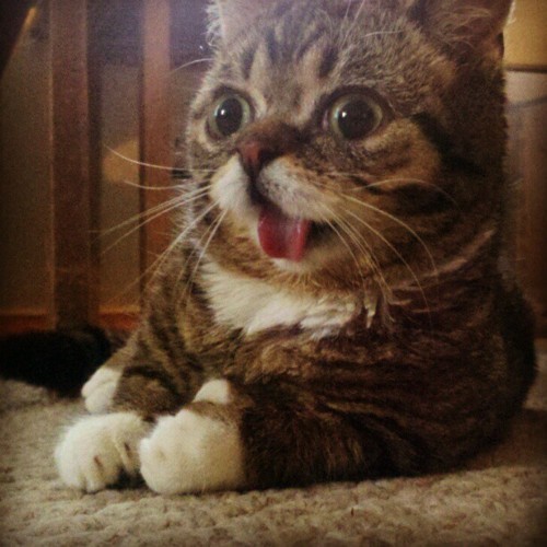el_xvan's profile picture. :D