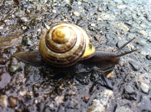 Radio_Contact's profile picture. I like things...mostly music and art. Without those two things I'd probably find myself rolling around in a pile of hamburgers. I run Radio Contact Productions.