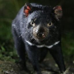 The world's only dedicated Tasmanian travel specialist. I love animals, sunshine, wine, family, friends & creating magical trips to Tassie for others.