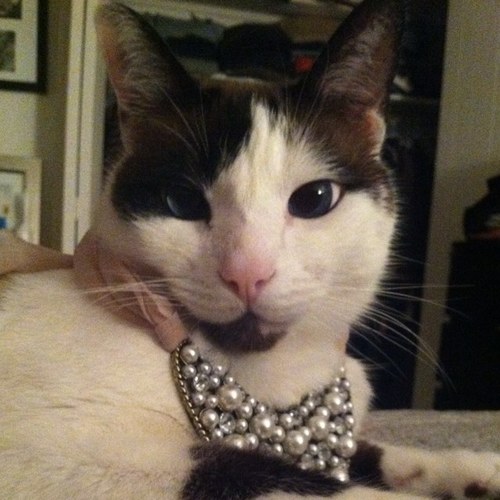 All kitty all the time