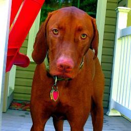 America's Dog


(This Twitter account is NOT affiliated with @DanaPerino or Fox)