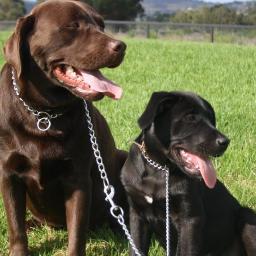 G'DAY  we are too Australian perth   boys   lm  Boof  the oldest  and lm a big choc  lab  the  youngest is ace  a black lab  mum does all our tweets