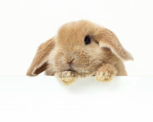 I'm Human |I'm Siwonest & ELF I ♥ siwon & leeteuk| I hope @siwon407  followed Aammiinn O:)|last my lucky number is 407 I not layer this real| Bunny GOD
