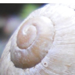 slowthefilm's profile picture. Feature Doc · 'Microcosmos' meets 'Into Great Silence' · Stories from SLOW Land by Sascha · Impressum: http://t.co/KbZKUUBmLp ·