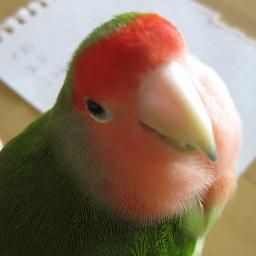 三羽の小桜インコのお世話係。小動物にはメロメロ😍猫か犬も飼いたい… 毒吐いてますよね？それ気のせいだと思ふー(* ˘ ³˘)♡*