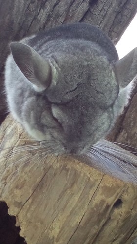 音楽と宇宙と猫とお菓子が大好き。でも焼肉も好き。ドラムをやってみたい。