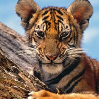 manimende (@manimende) 's Twitter Profile