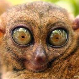 Emisantolio's profile picture. 