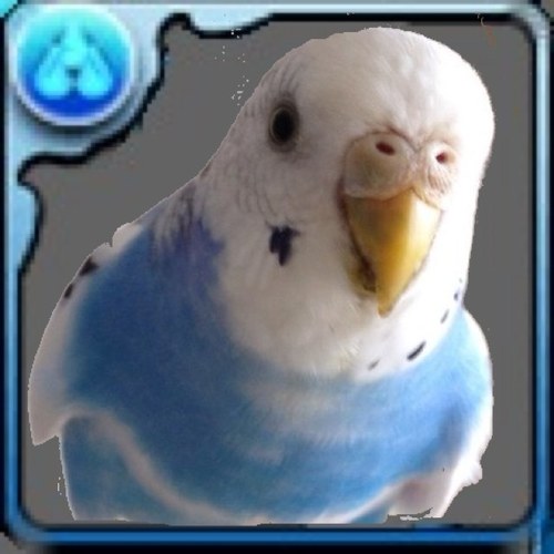 セキセイインコの巣の中