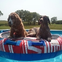 wendy shea - @wshea79 - Twitter