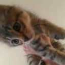 Foxy Knoxy - @SoftKittyKnox - Twitter