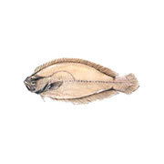Pesce dell’ordine pleuronettiformi (Citharus linguatula), con corpo ellittico, muso appuntito e occhi a sinistra, che vive sui fondi fangosi.