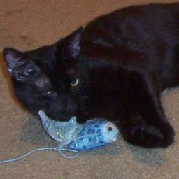 SilverLotusArt's profile picture. 