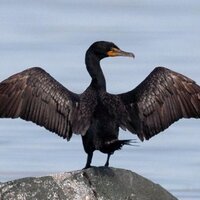 Volga Cormorants (@volgarants) 's Twitter Profile Photo Volga Cormorants (@volgarants) 's Twitter Profile Photo