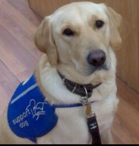 Minta the autism assistance dog trained by Support Dogs Sheffield. I have been matched with an 8 year old boy. Follow our journey together here.