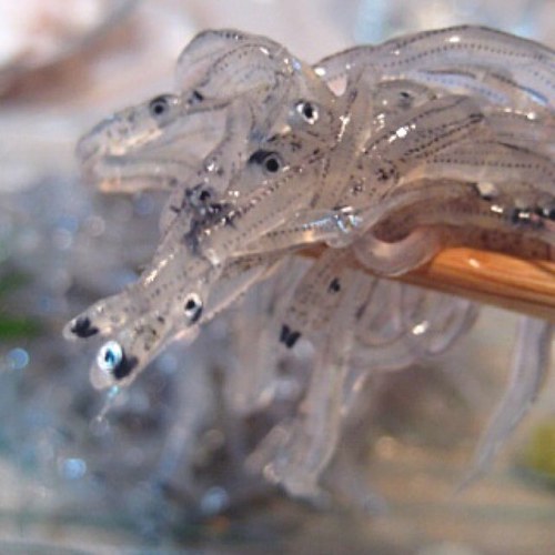 sirasunotamasii's profile picture. しらすは変わる…時には進化し……退化する……しらすはいつでも蘇る……ごく稀にリプライを返せる……