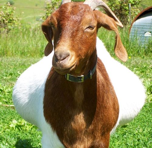 FaithMtnFarm's profile picture. Am a Christian and love my dear husband Bill. Both of us make goat milk soaps and lotions and live on a farm. We support Joy Ranch and love the kids there.