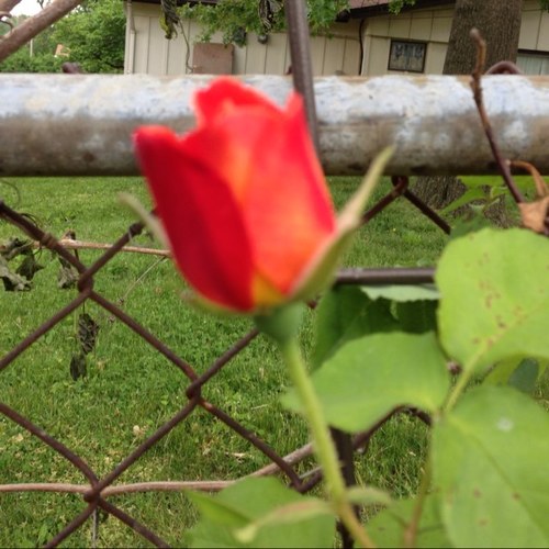 fmpleggs's profile picture. 