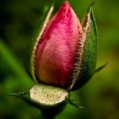 Be miserable. Or motivate yourself. Whatever has to be done, it's always your choice.-Wayne Dyer