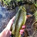 Trout Slayer (@c_otroutslayer) Twitter profile photo
