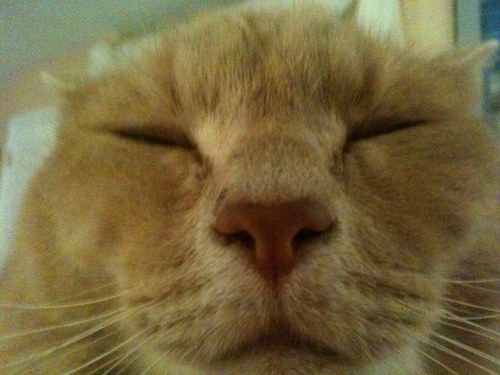 clemsonsusan's profile picture. 