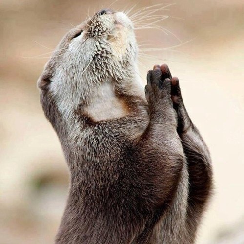 carolina599799's profile picture. 