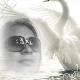 ivyscd's profile picture. 