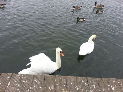 lucycarroll75's profile picture. 