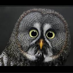 Sergiofabraham's profile picture. 