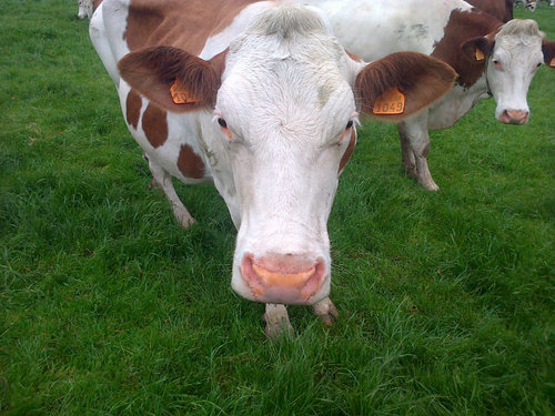 Holbeck montbeliarde 460 pasture based  cows, family farm. Happy dairying with happy profitable cows