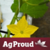 Stokdijk Greenhouses (@practigalfarmer) Twitter profile photo Stokdijk Greenhouses (@practigalfarmer) Twitter profile photo