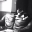 Earl Farrell - @Earl_the_dog - Twitter