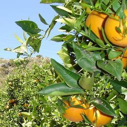 Cítricos Saltillo es una empresa dedicada a llevar a su mesa jugo fresco y 100% natural 14 años de experiencia nos respaldan surtiendo a diversas empresas.