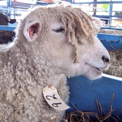 Emo Sheep is the name, sheeping is the game. Don't bother me fuckin' goats