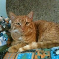 Melinda Ann (@mnosalbuzak) 's Twitter Profile