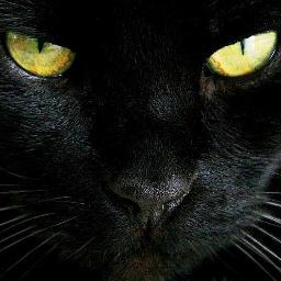 🐱