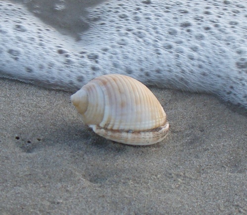 Marine educator, life-long beachcomber, OBXer, cat mom, and now published author!