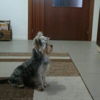 david alonso (@davidalonso1985) 's Twitter Profile Photo