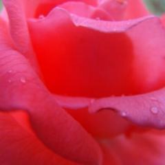 CarolaJov's profile picture. 