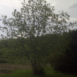 treeinyouryard's profile picture. Tall and leafy green at times, turning hues of orange and red in the Fall. I like to go au naturel in the Winter.