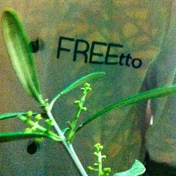 freetto's profile picture. 100% Bio, 100% Artigianale 100% digeribile; l'unica vera Friggitoria a Roma con oltre 60 golose specialità.