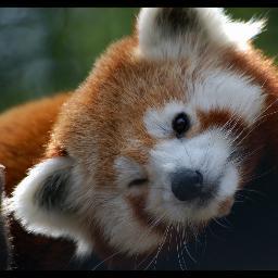 NixIsAPanda's profile picture. Soy una bola de spoilers, digo, de pelo. Los verdaderos protagonistas de #MinuitCirque somos el tigre y yo, no os engañeis. Esa galleta es mía, quita tus zarpas