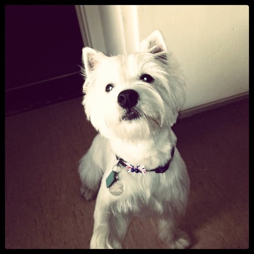 Oscar_Chesney's profile picture. Im a 1 year old westie. I love playing and going on walks and i look after my mummy while daddy is away :) Follow Me. Manchester/ UK