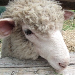 sarahbureau16's profile picture. 